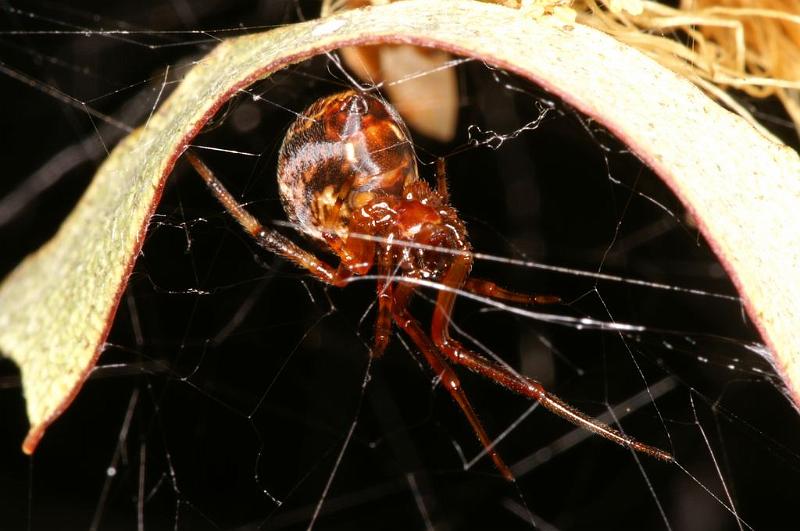 Parasteatoda_decorata_D7933_Z_89_North Stradbroke island_Australie.jpg